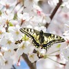 桜とキアゲハ (2)