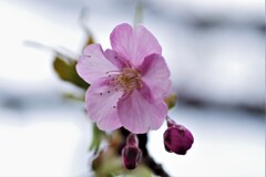 河津桜 (1)