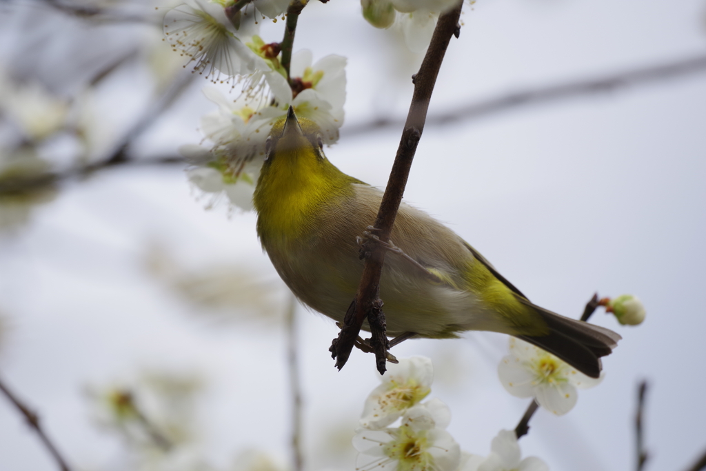 昨日の野鳥 (2)