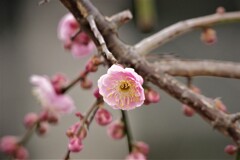 しだれ梅