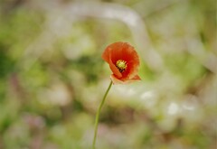 今日の花 (1)