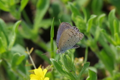 昨日のヤマトシジミ (2)