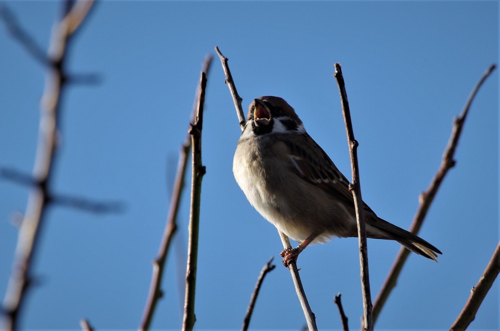 昨日のすずめ  (1)