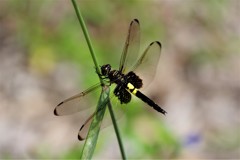 昨日のトンボ (3)