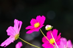 秋ですね (2)
