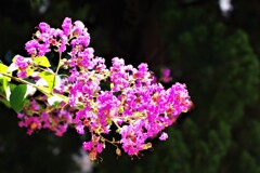 今日の花