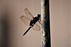 昨日のトンボ (2)