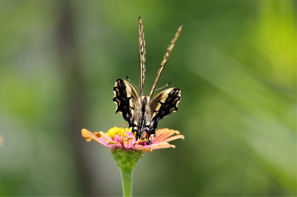 昨日のアゲハ (2)