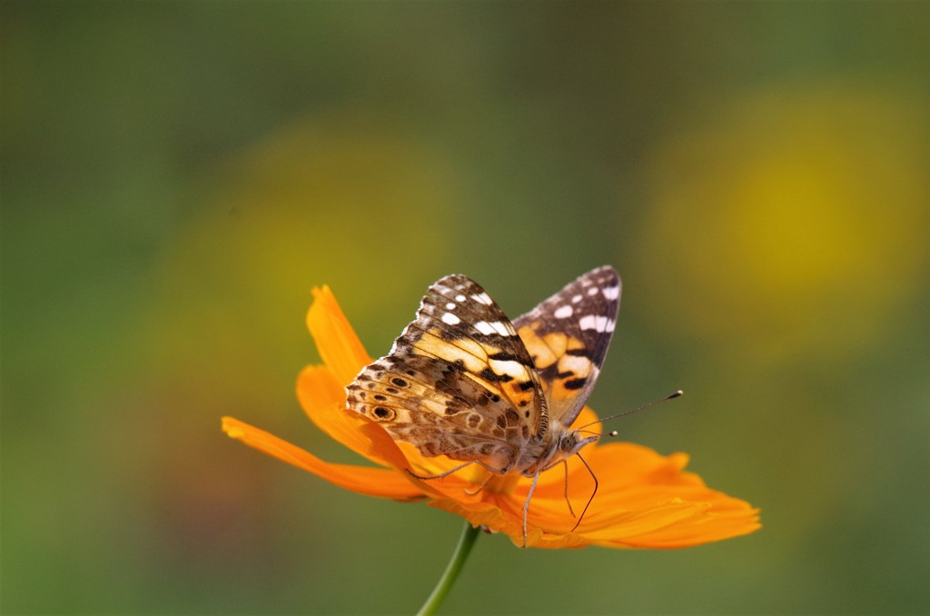 昨日のツマグロちゃん (1)