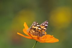 昨日のツマグロちゃん (1)