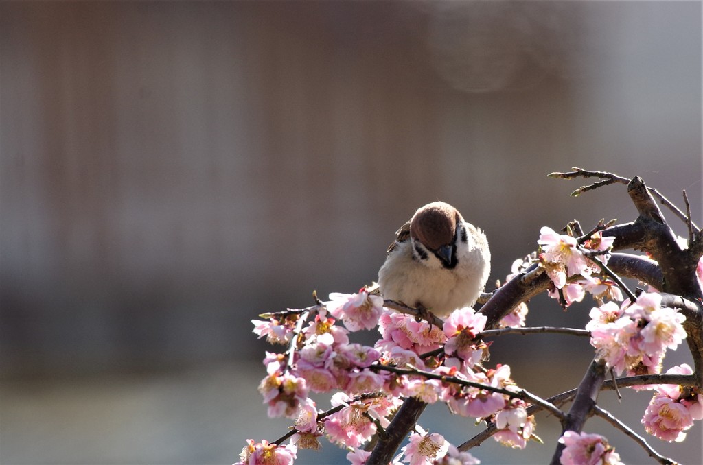 昨日のスズメ (2)