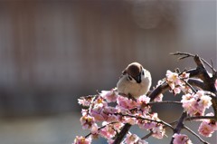 昨日のスズメ (2)