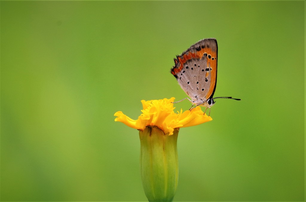 一昨日のベニシジミ (1)