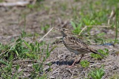 昨日のヒバリ (1)