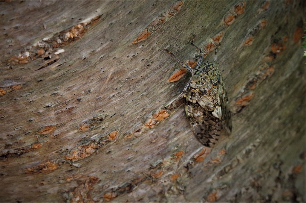 ニイニイちゃん