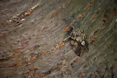 ニイニイちゃん