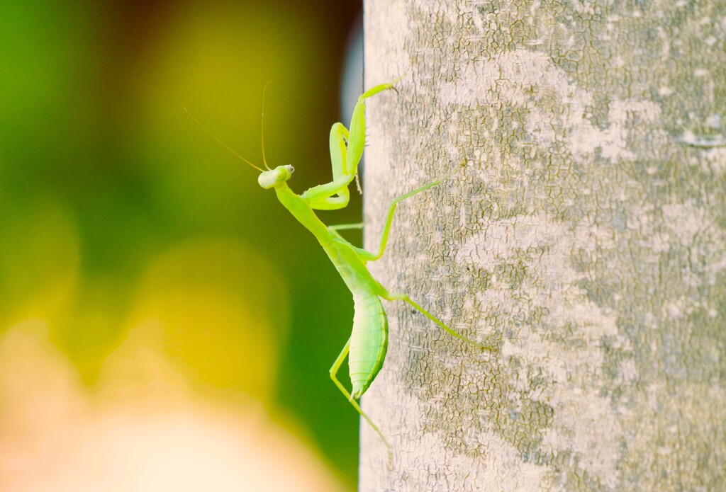 カマキリちゃん