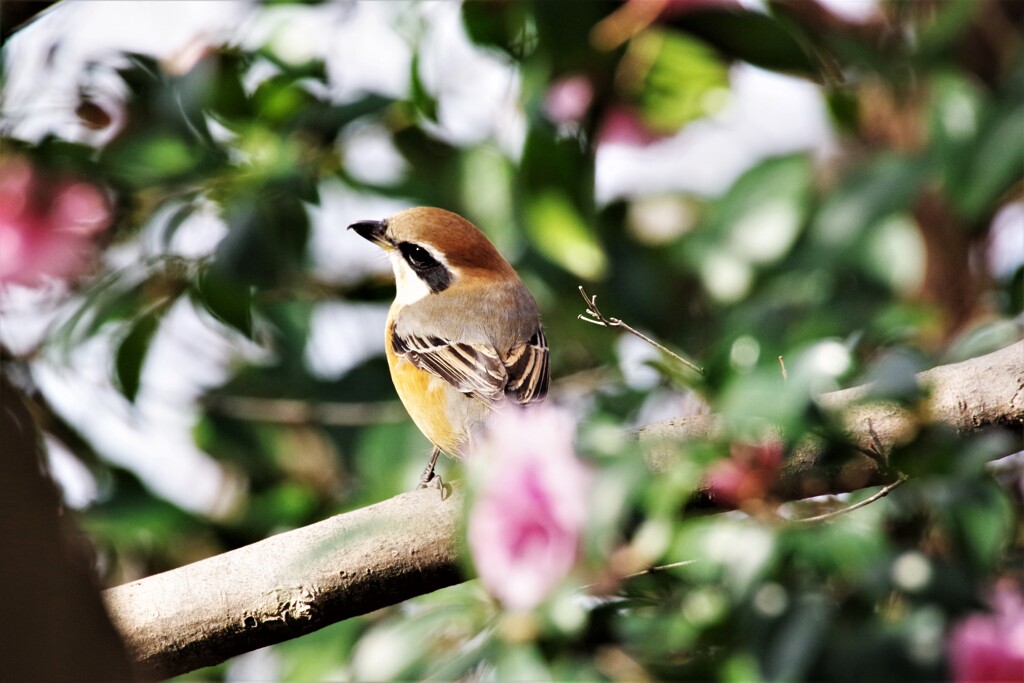 今日の野鳥 (4)