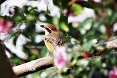 今日の野鳥 (4)