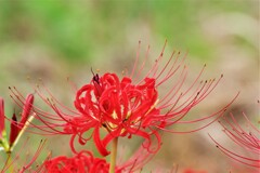 秋ですね (2)