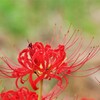 秋ですね (2)