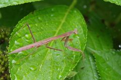 茶色いカマキリ