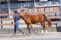 お馬さん (3)