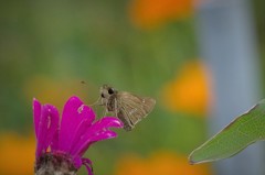 昨日のセセリ (1)