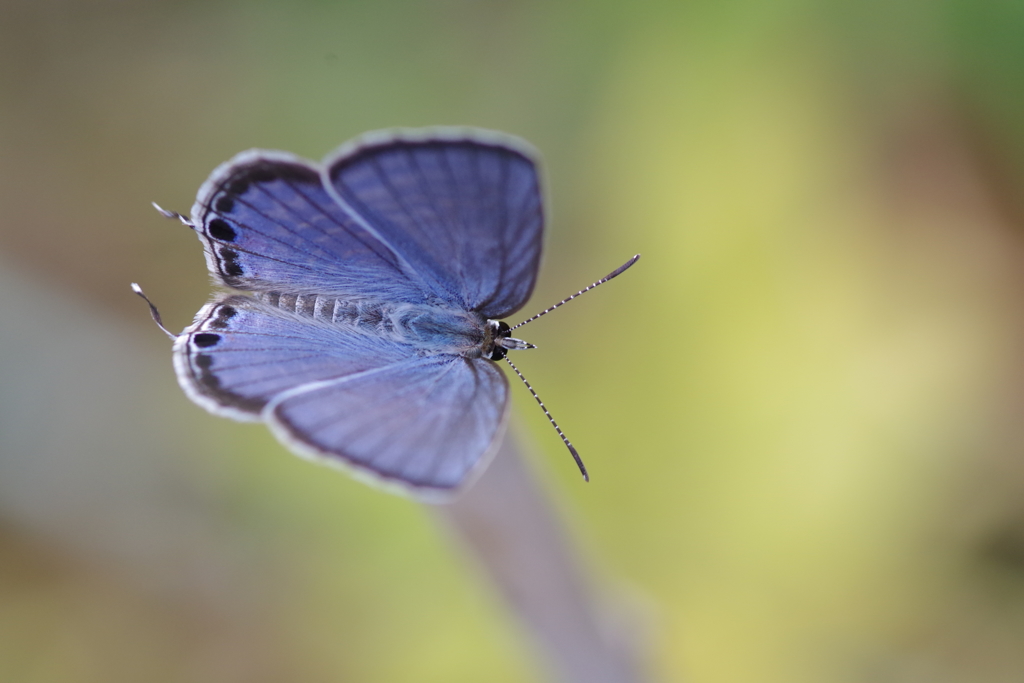 昨日のヤマトシジミ (3)
