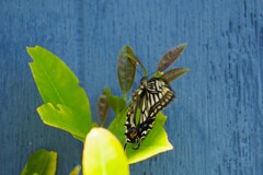 アゲハチョウ