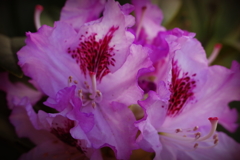 ブルー・エンサイン