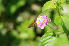 ランタナとセセリチョウ (2)