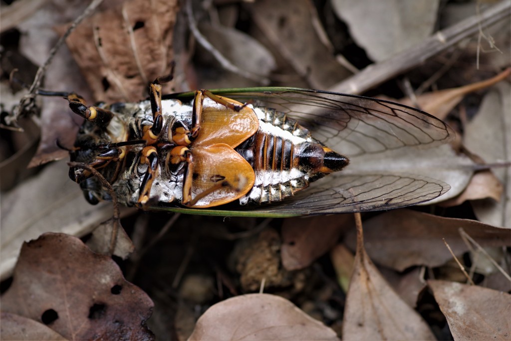 あっ、シンデレラ