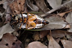 あっ、シンデレラ