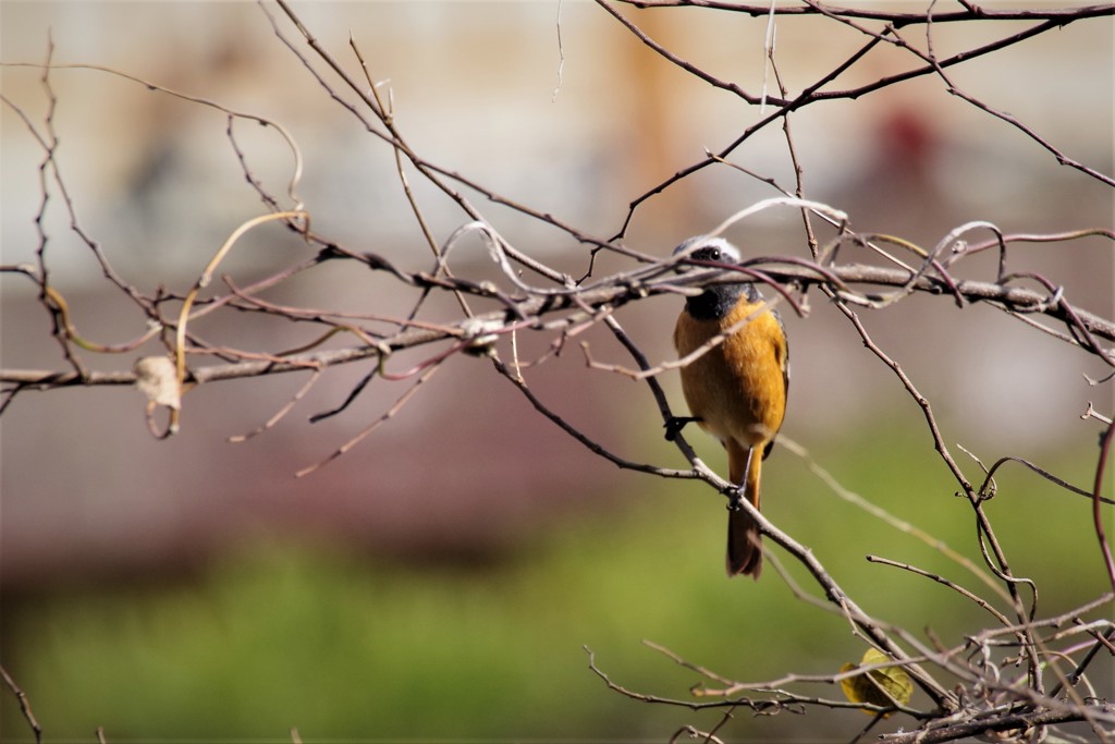 昨日のジョビ君 (1)