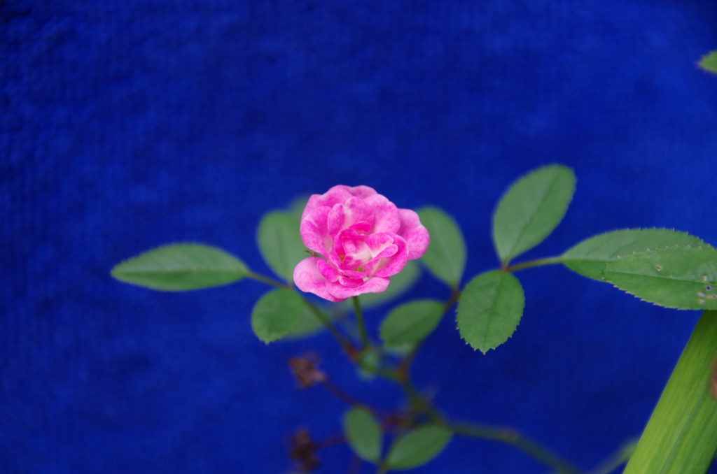 ちっちゃいバラ