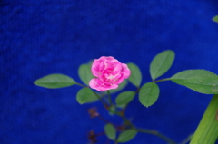 ちっちゃいバラ