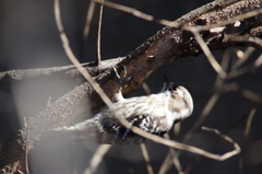 コゲラちゃん   (1)