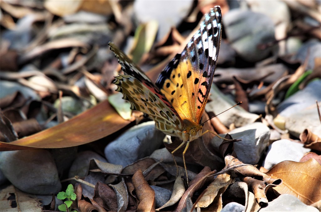 ツマグロちゃん (2)
