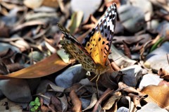 ツマグロちゃん (2)