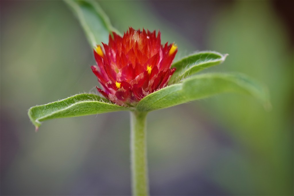 キバナセンニチコウ