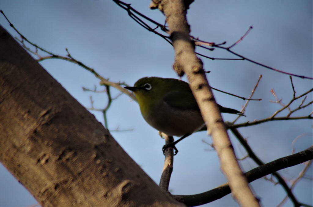 昨日の鳥 (1)