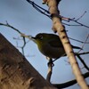 昨日の鳥 (1)