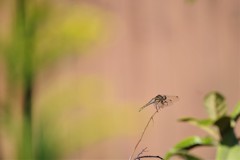 昨日のトンボ (1)