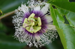 パッションフルーツ