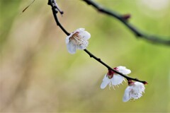 春近し