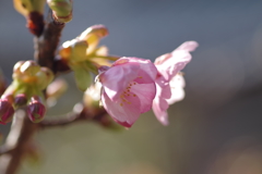 河津桜