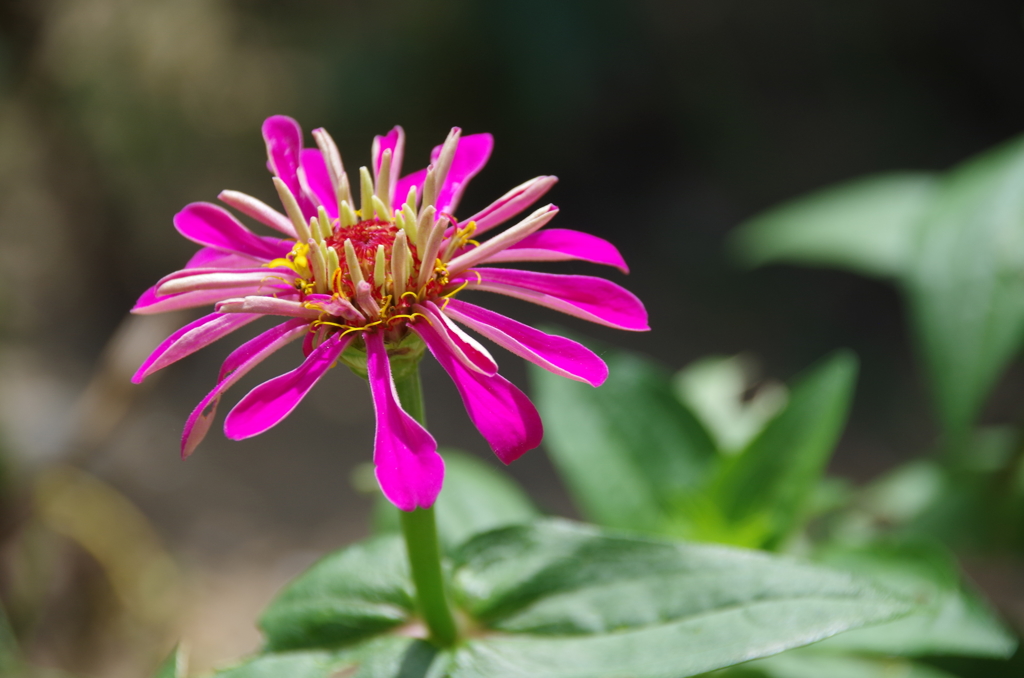 ヒャクニチソウ　その2