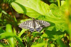 アゲハチョウ (2)