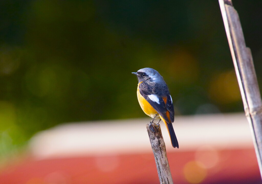 昨日の野鳥 (1)